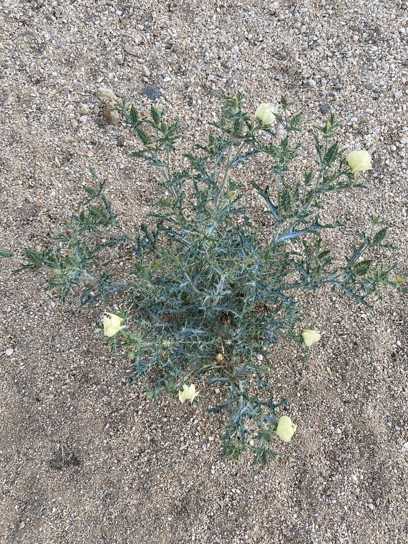 Pale Mexican Pricklypoppy photo 4