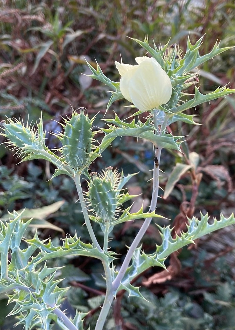 Pale Mexican Pricklypoppy photo 5