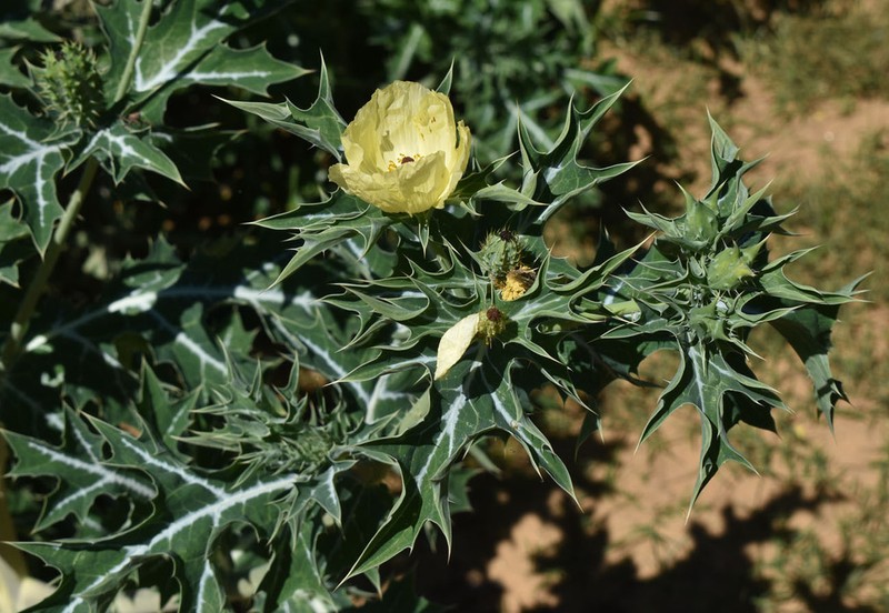 Pale Mexican Pricklypoppy photo 7