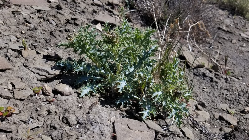 Argemone parva photo 4