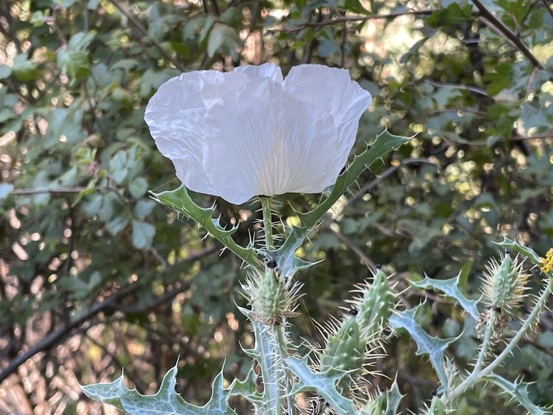 Argemone pinnatisecta