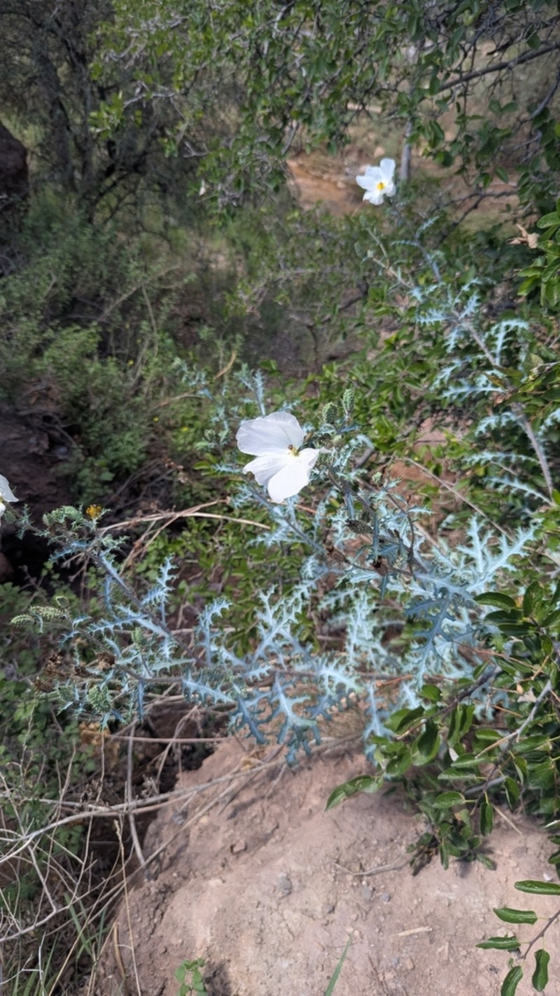 Argemone pinnatisecta photo 2