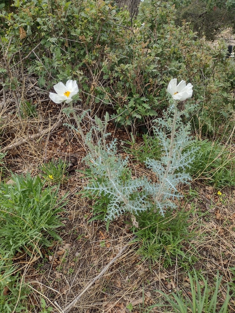 Argemone pinnatisecta photo 3