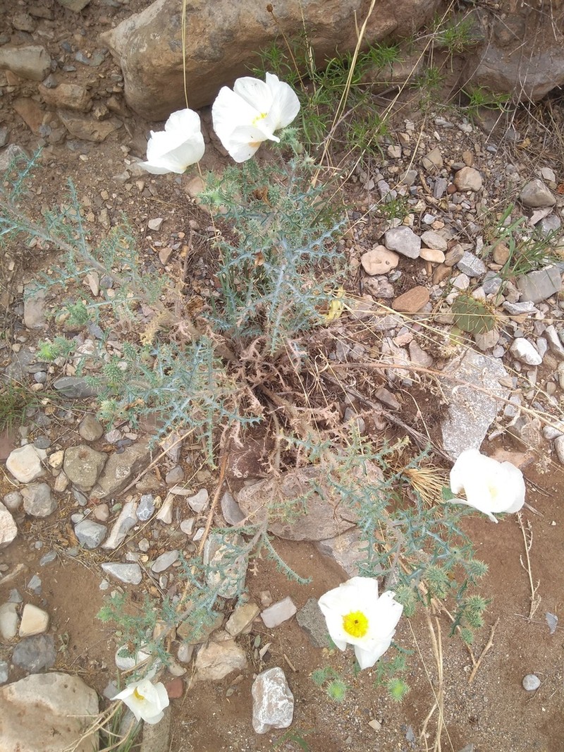 Argemone pinnatisecta photo 4
