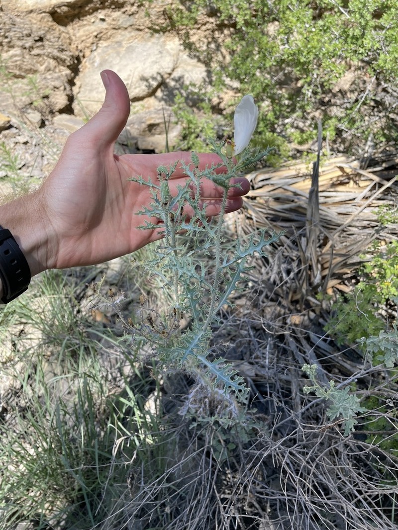 Argemone pinnatisecta photo 5