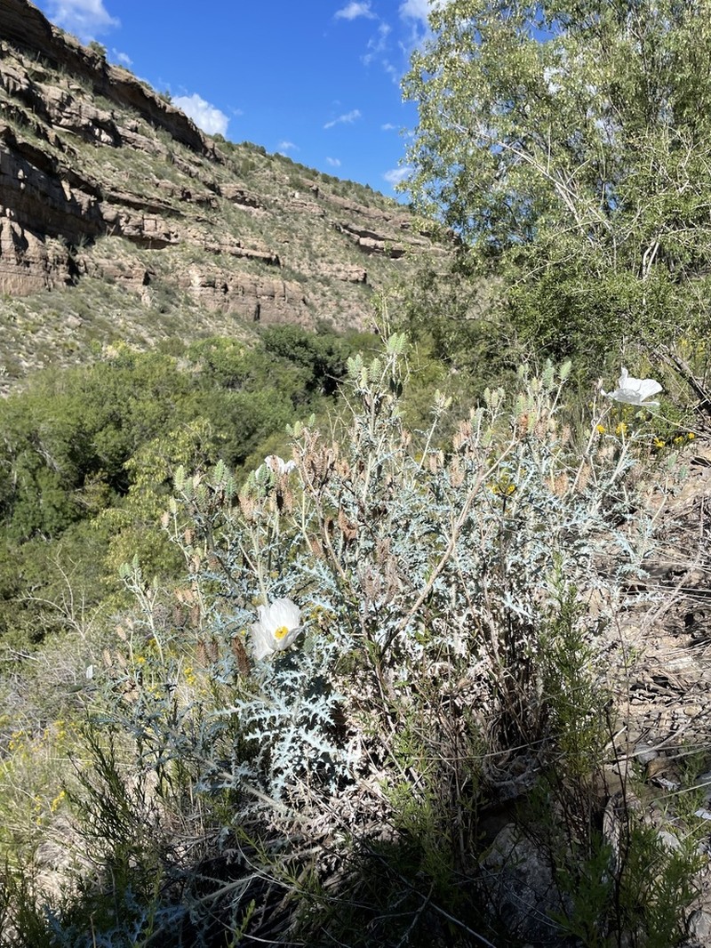 Argemone pinnatisecta photo 6