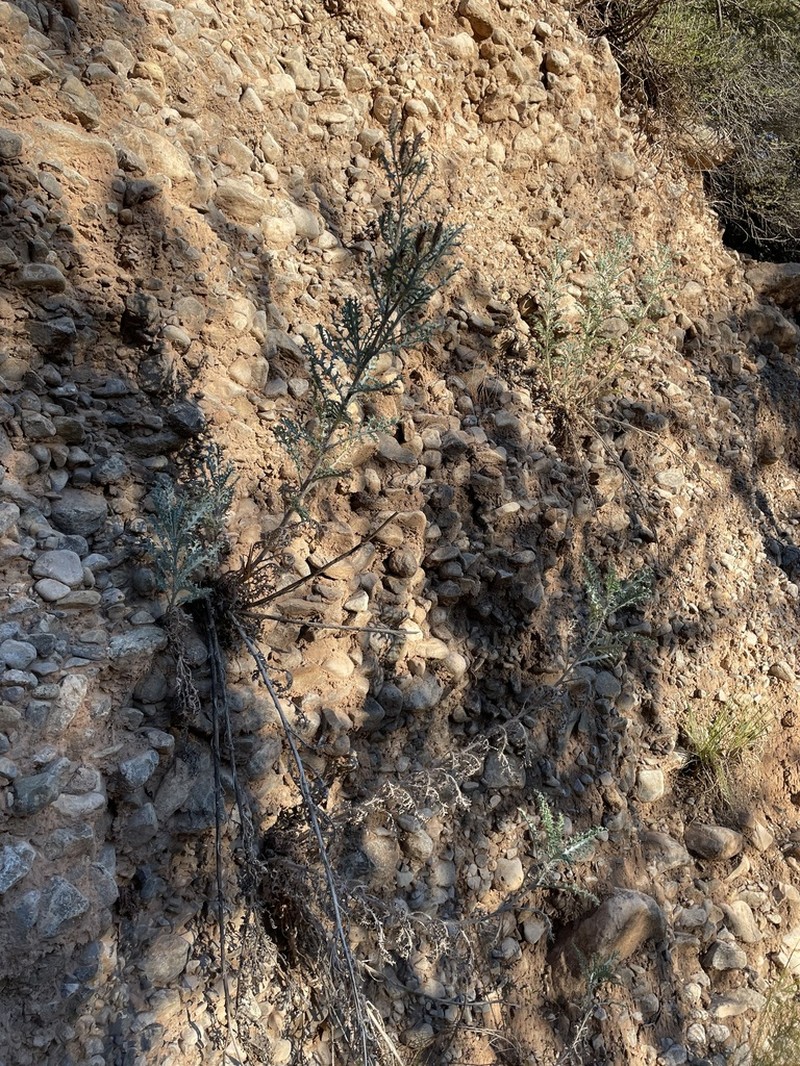 Argemone pinnatisecta photo 7