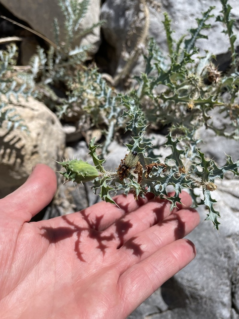 Argemone pinnatisecta photo 8