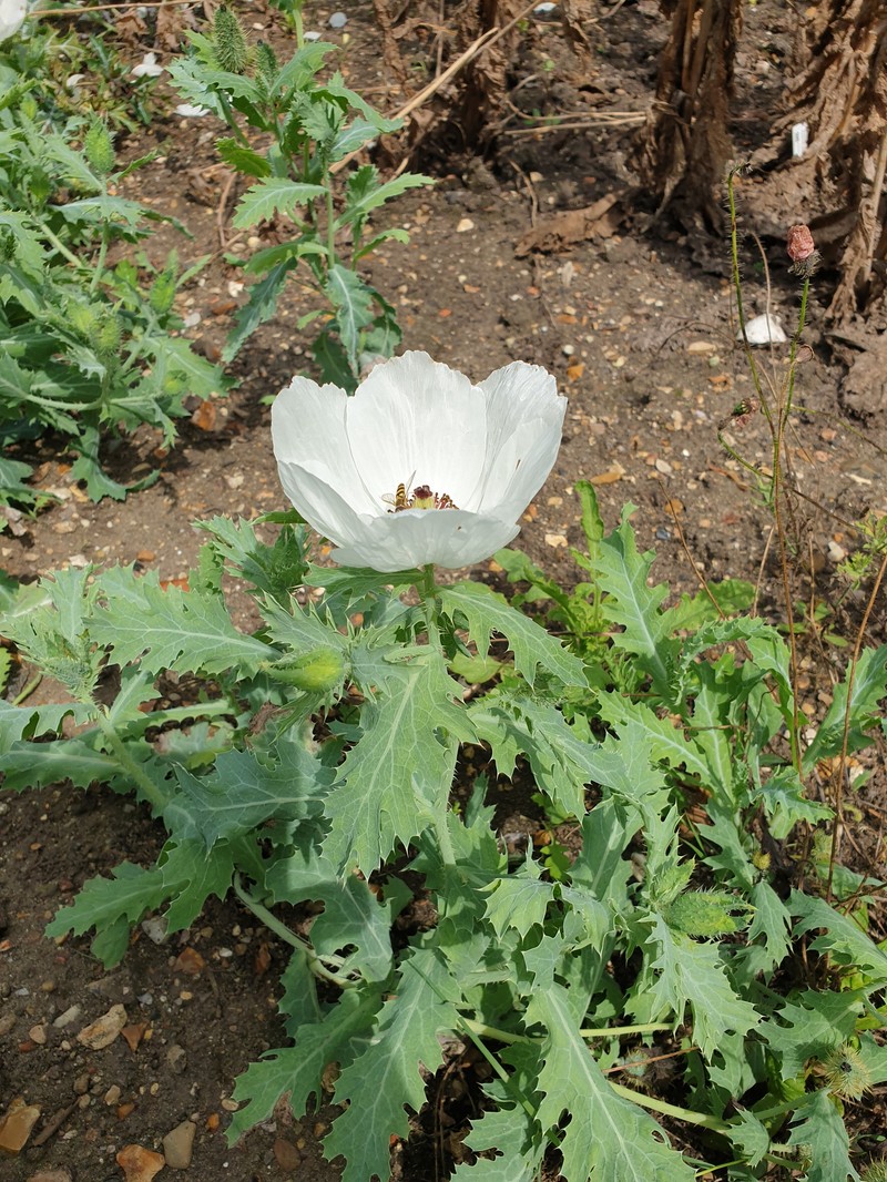 Argemone platyceras