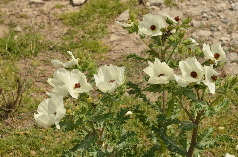 Argemone platyceras photo 3