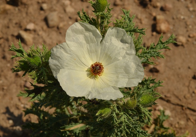 Argemone platyceras photo 5