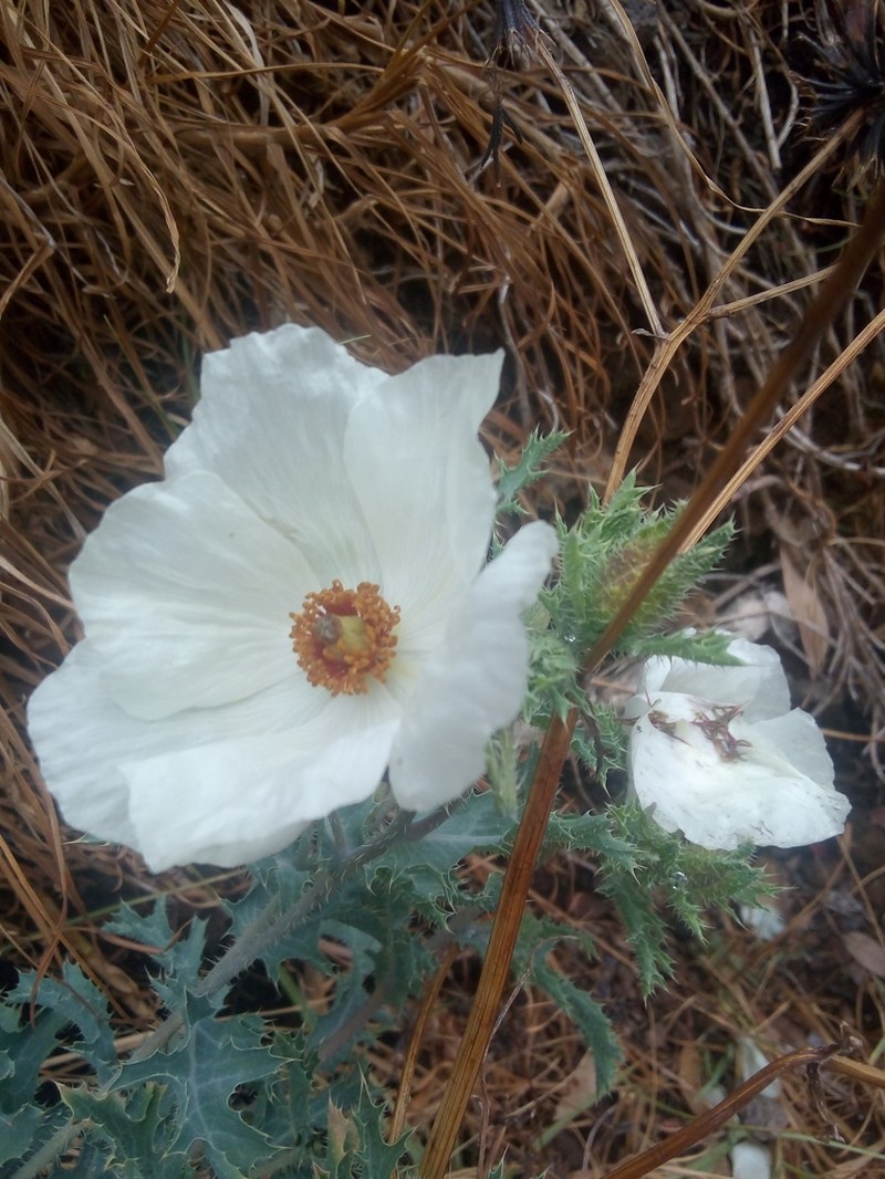Argemone platyceras photo 6