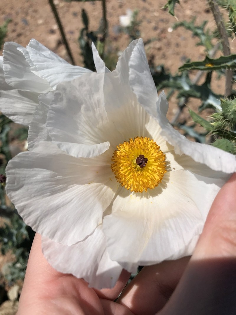 Southwestern Pricklypoppy