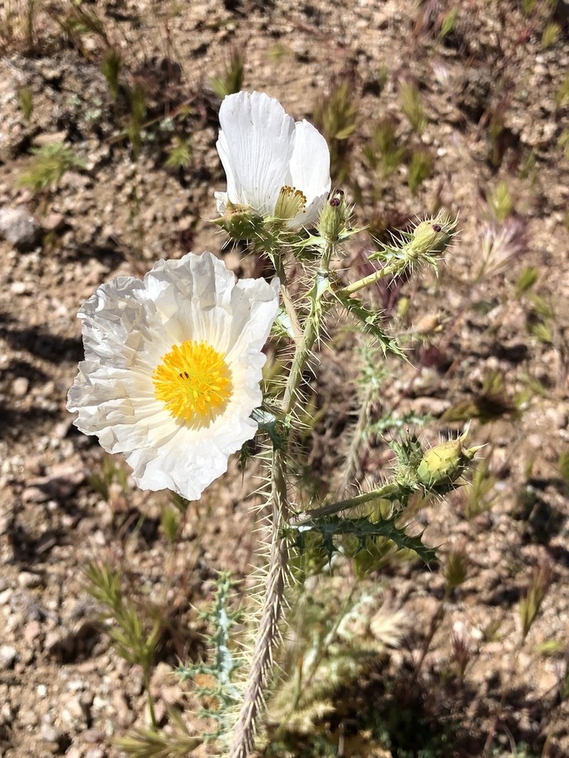 Southwestern Pricklypoppy photo 2