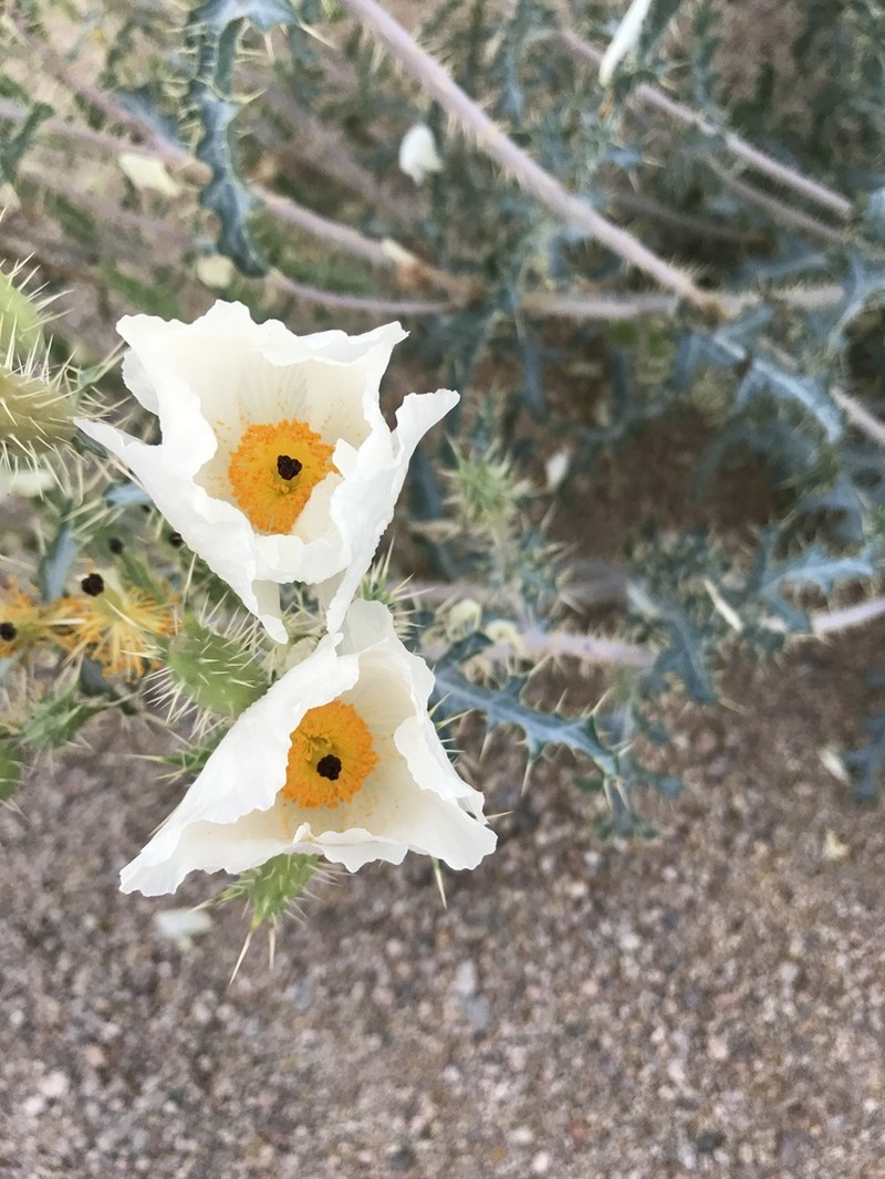 Southwestern Pricklypoppy photo 3
