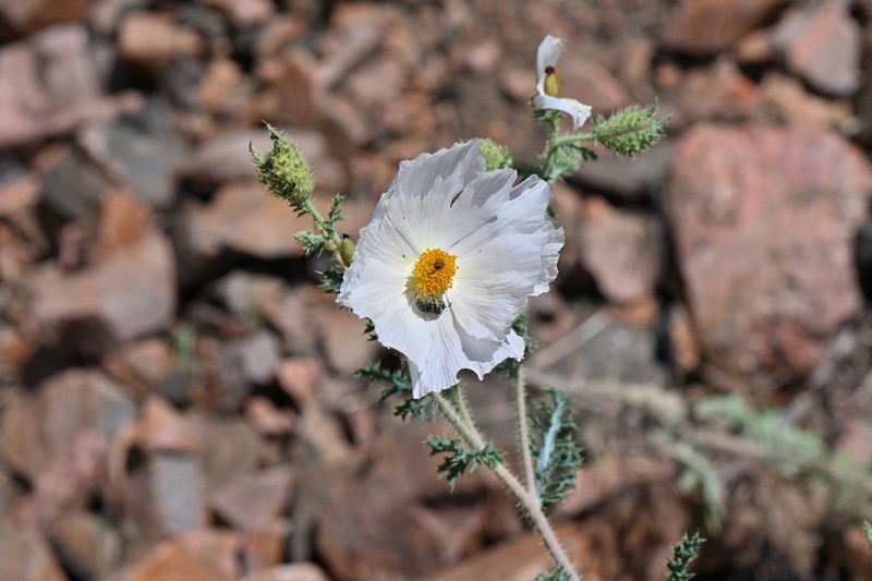 Southwestern Pricklypoppy photo 4