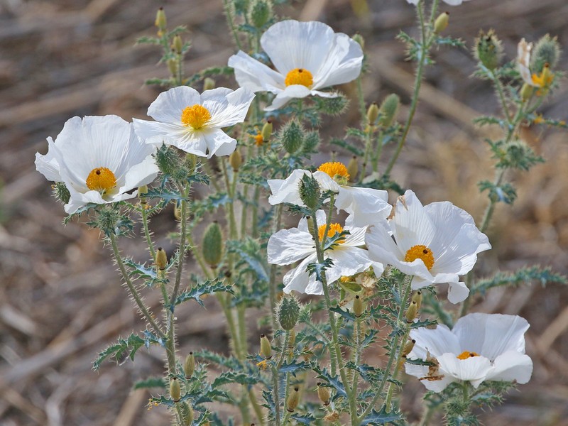 Southwestern Pricklypoppy photo 5