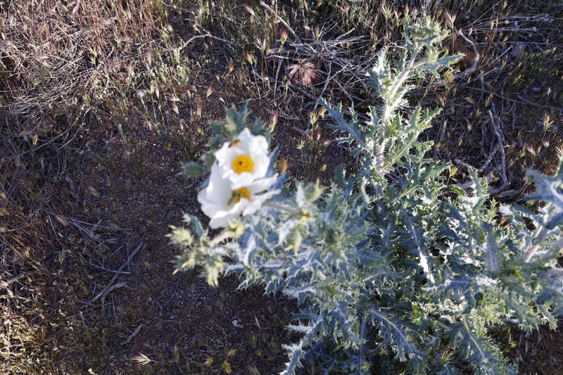 Southwestern Pricklypoppy photo 6