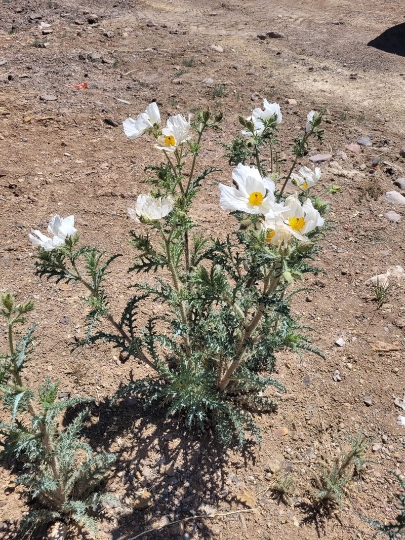 Southwestern Pricklypoppy photo 7