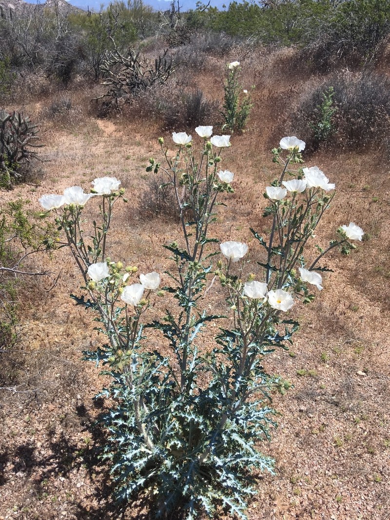 Southwestern Pricklypoppy photo 8