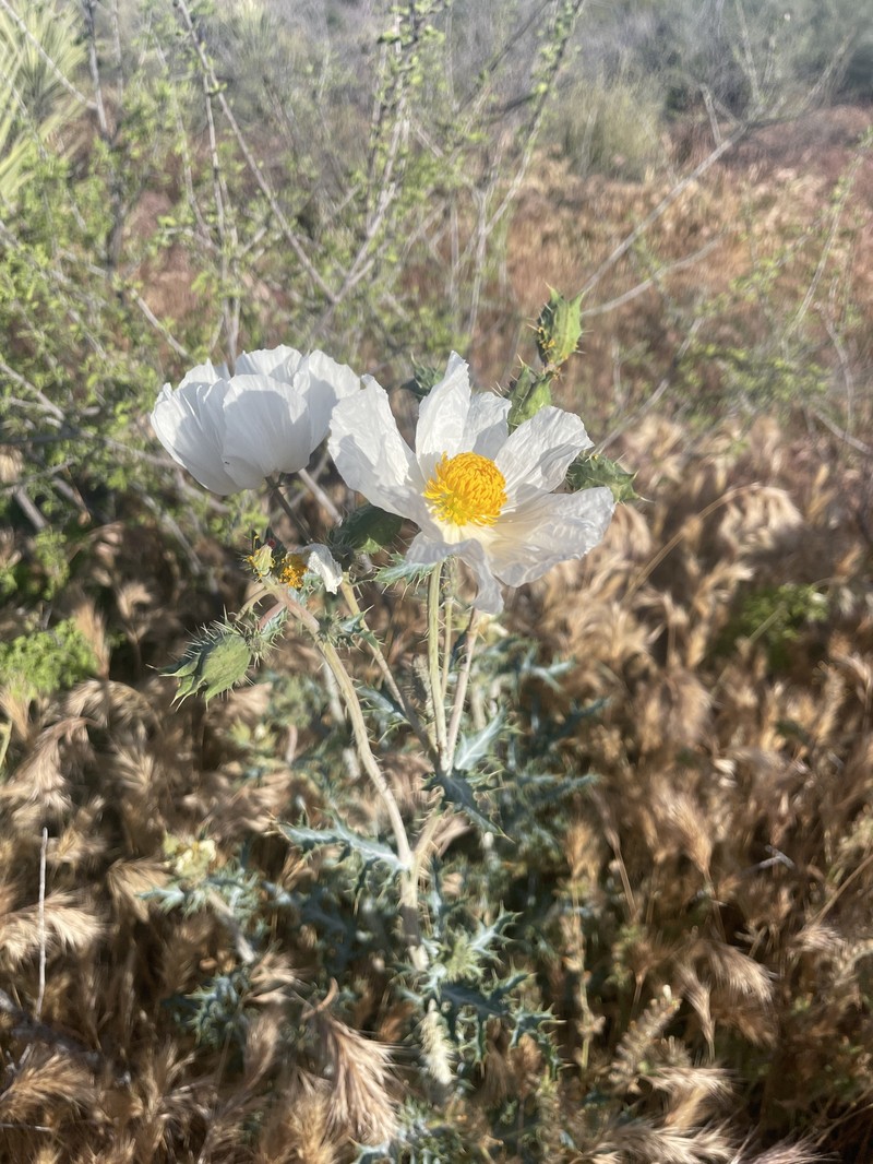 Argemone pleiacantha subsp. ambigua