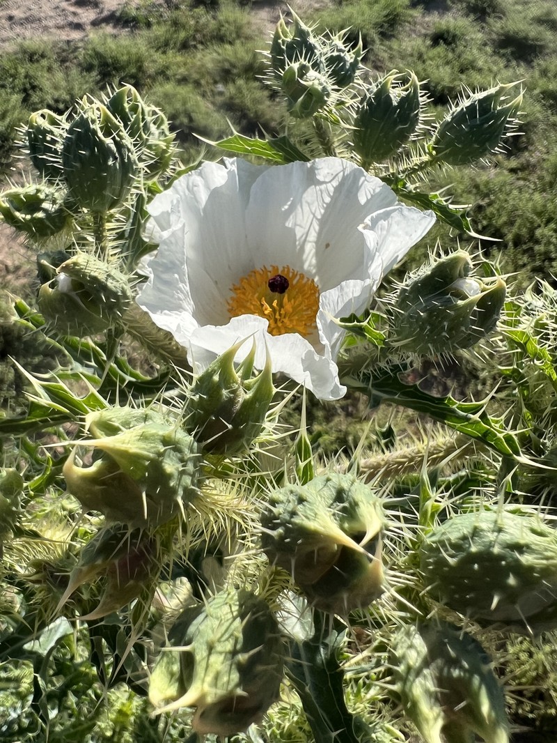 Argemone pleiacantha subsp. ambigua photo 2
