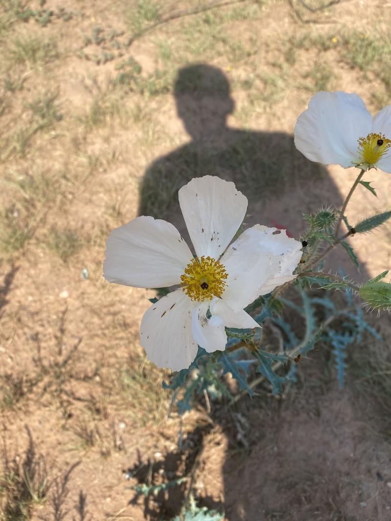 Argemone pleiacantha subsp. ambigua photo 3