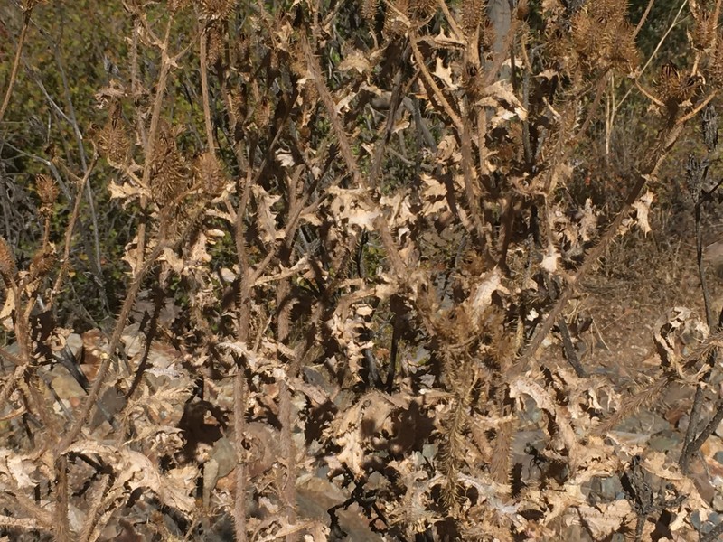 Argemone pleiacantha subsp. ambigua photo 4