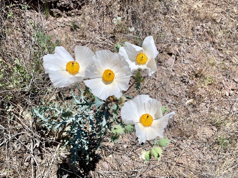 Argemone pleiacantha subsp. ambigua photo 5