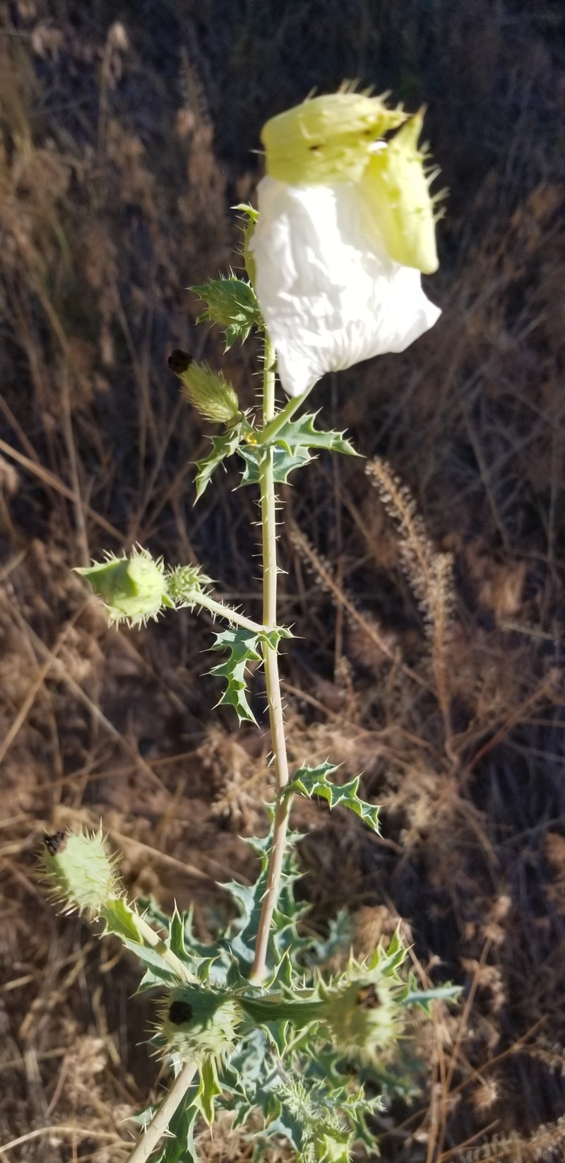 Argemone pleiacantha subsp. ambigua photo 6