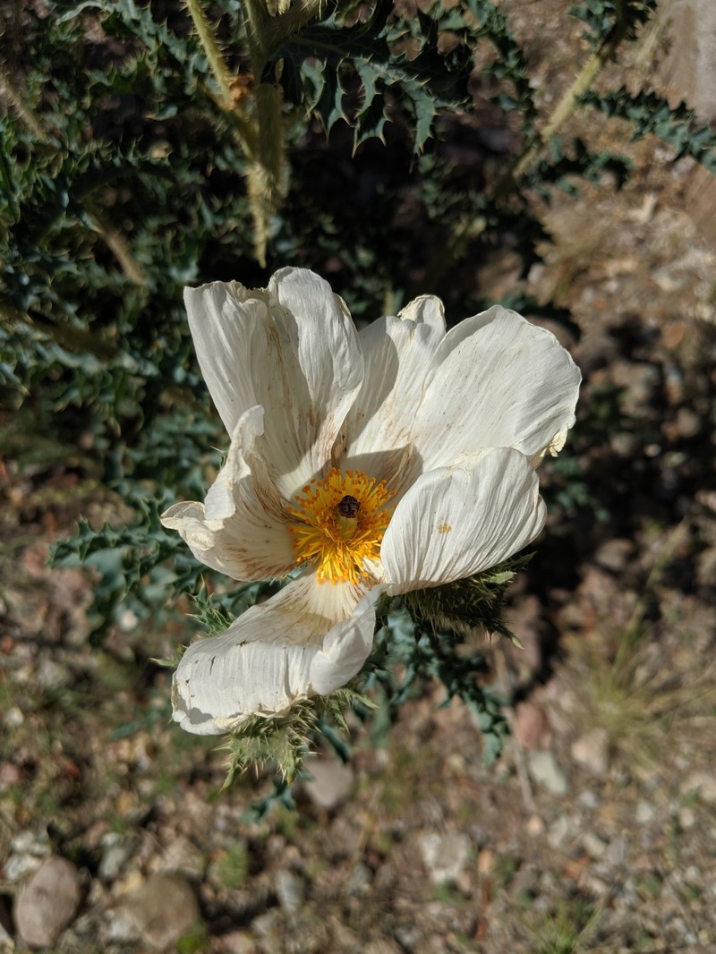 Argemone pleiacantha subsp. ambigua photo 7