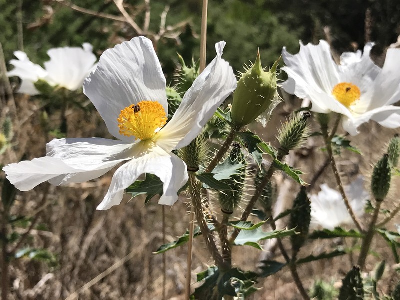Argemone pleiacantha subsp. ambigua photo 8