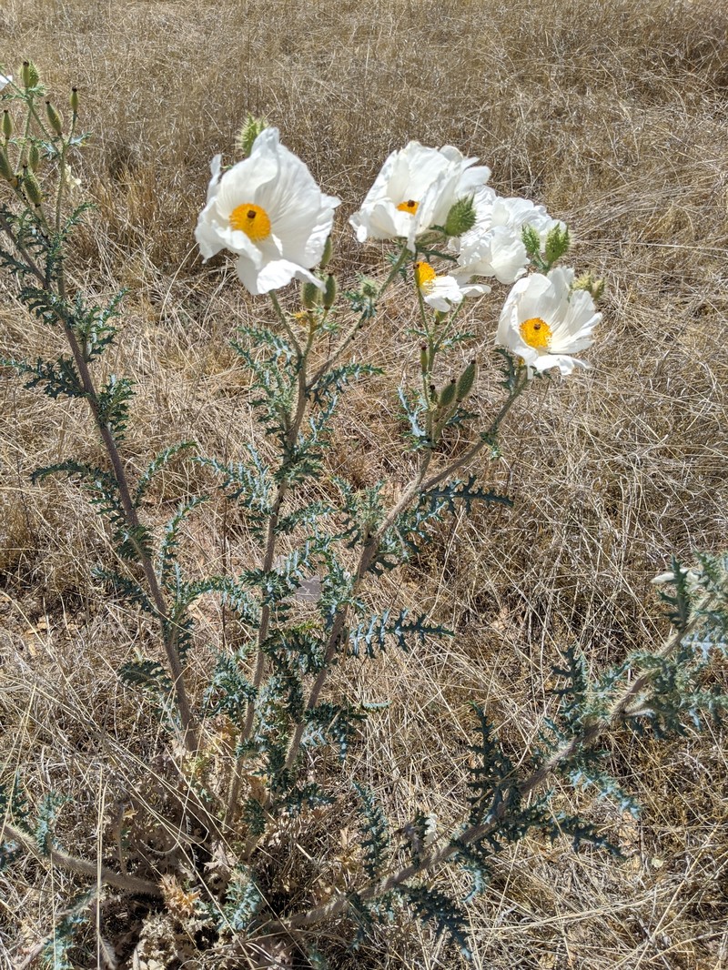 Argemone pleiacantha subsp. pleiacantha