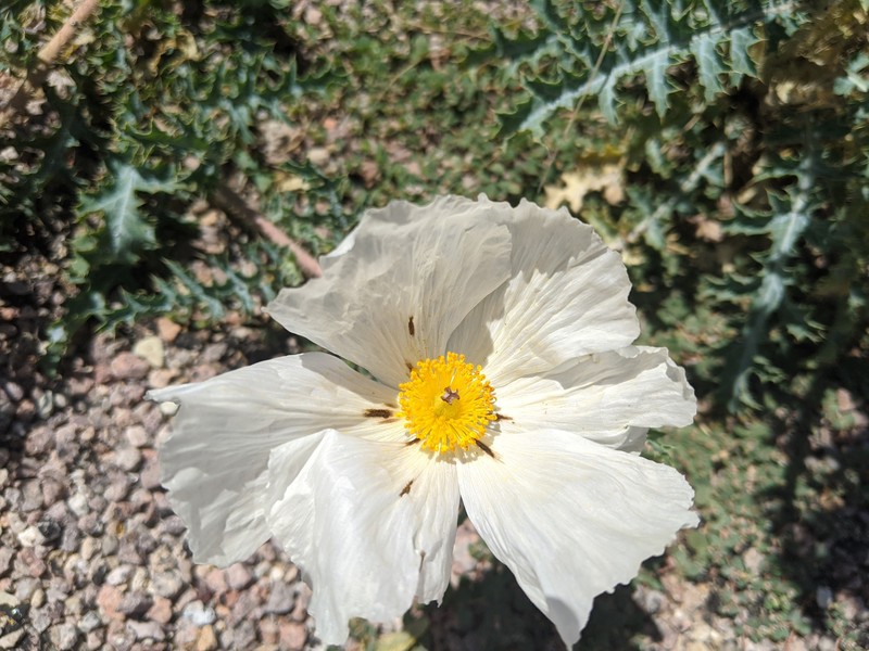 Argemone pleiacantha subsp. pleiacantha photo 2