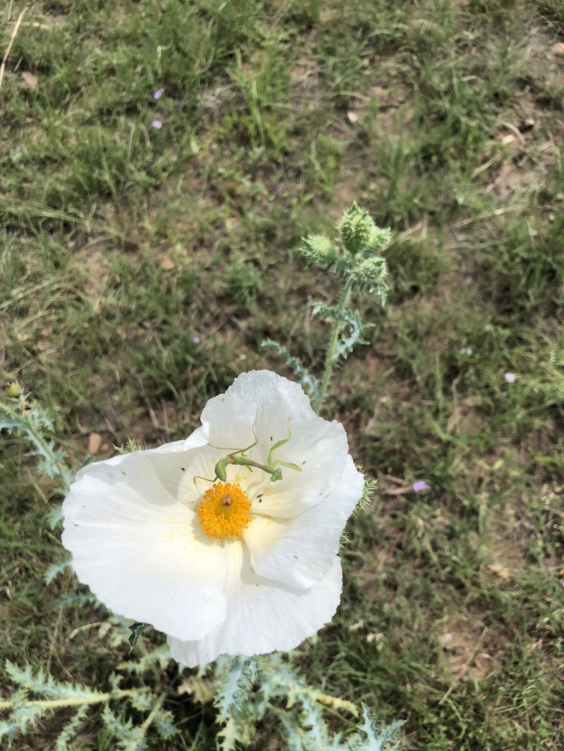 Argemone pleiacantha subsp. pleiacantha photo 3