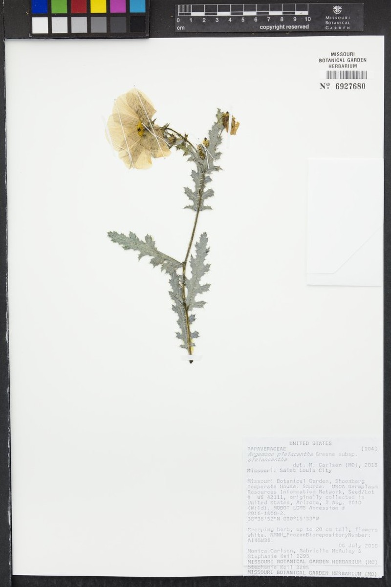 Argemone pleiacantha subsp. pleiacantha photo 4