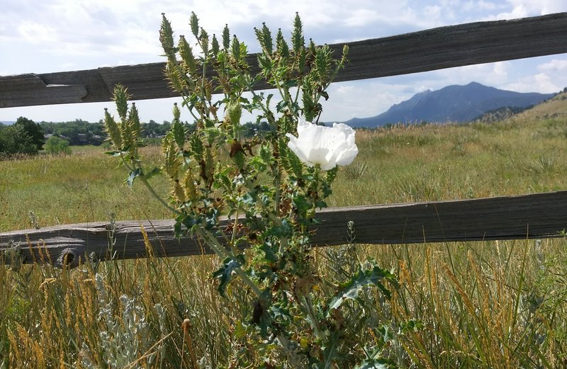 Crested Pricklypoppy photo 2