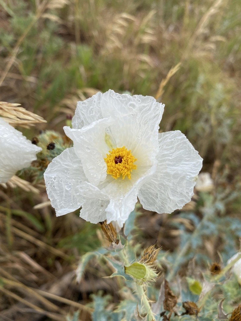 Crested Pricklypoppy photo 3