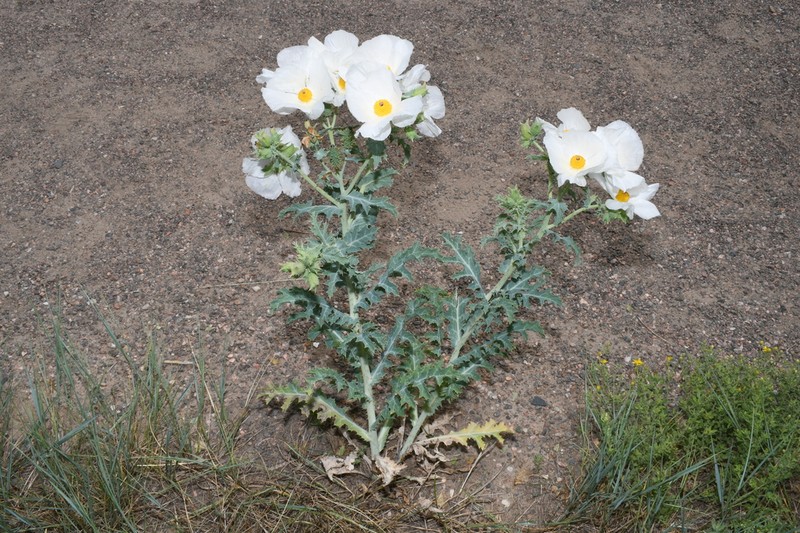 Crested Pricklypoppy photo 4