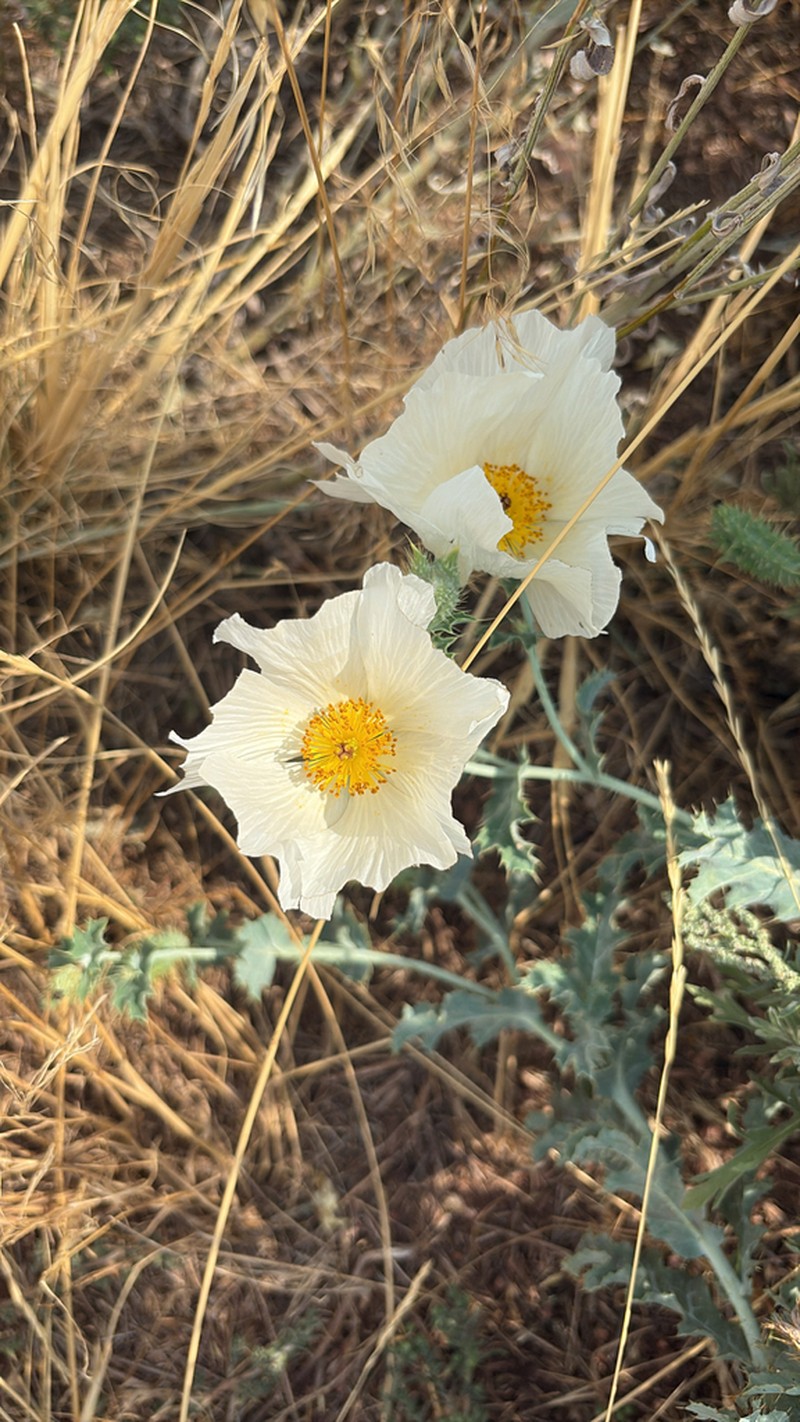 Crested Pricklypoppy photo 5