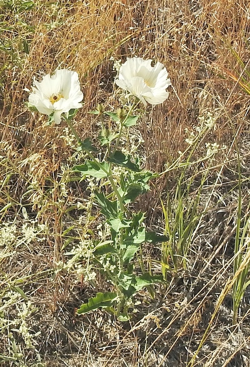 Crested Pricklypoppy photo 6