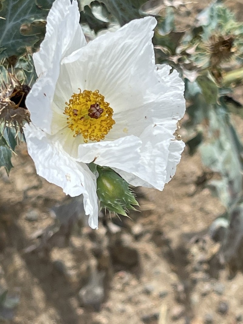 Crested Pricklypoppy photo 7