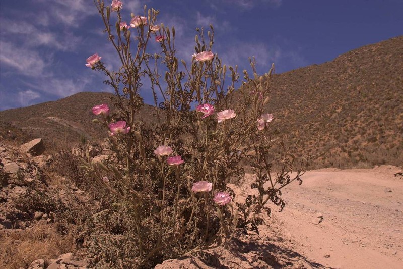 Argemone rosea