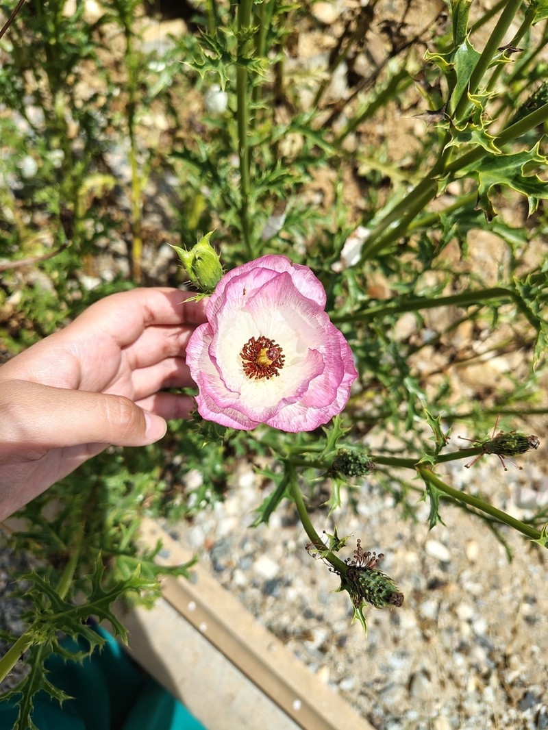 Argemone rosea photo 2