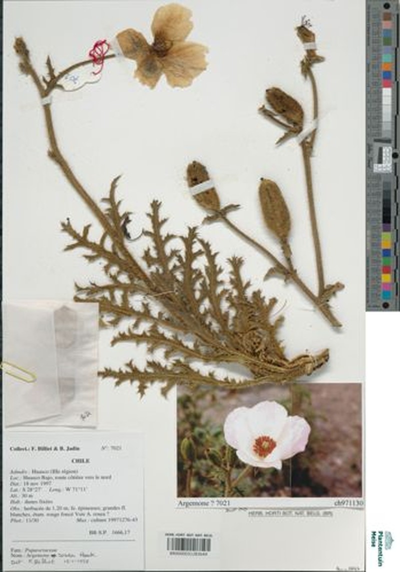 Argemone rosea photo 3