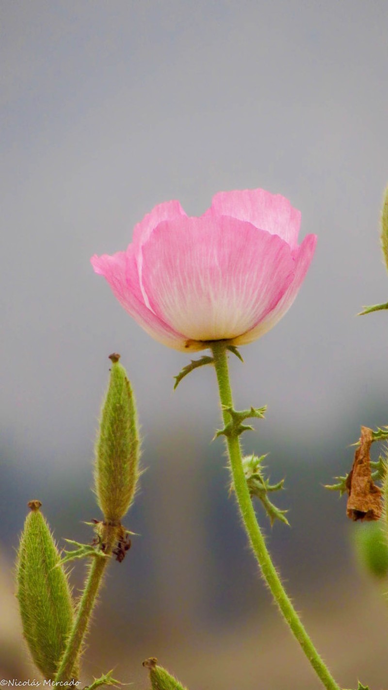Argemone rosea photo 4