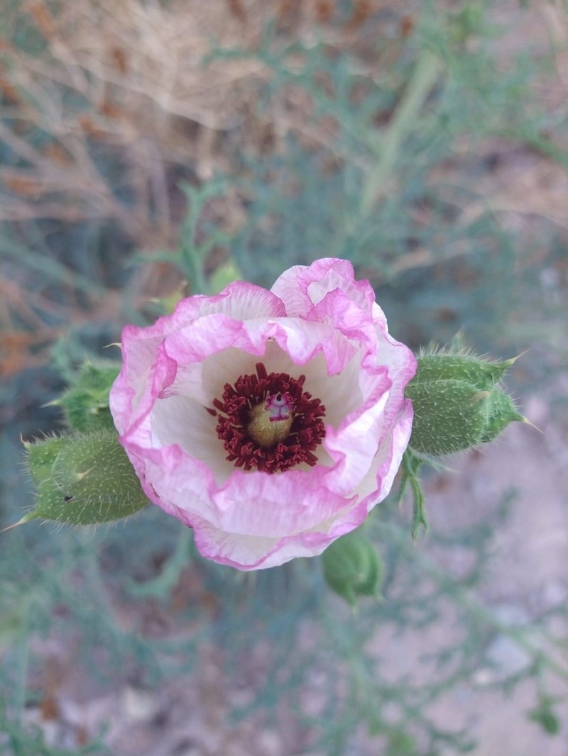 Argemone rosea photo 5