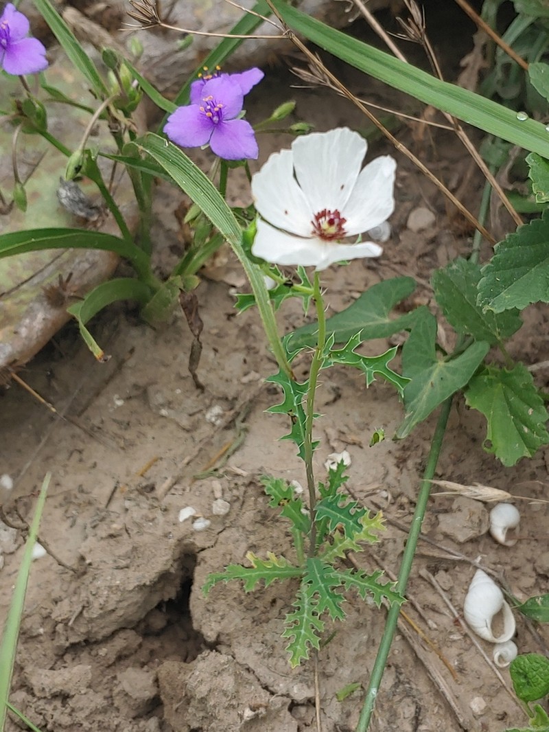 Red Pricklypoppy