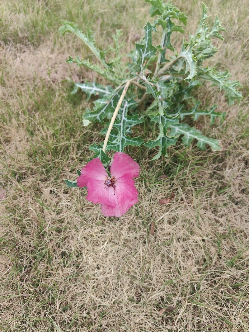 Red Pricklypoppy photo 2