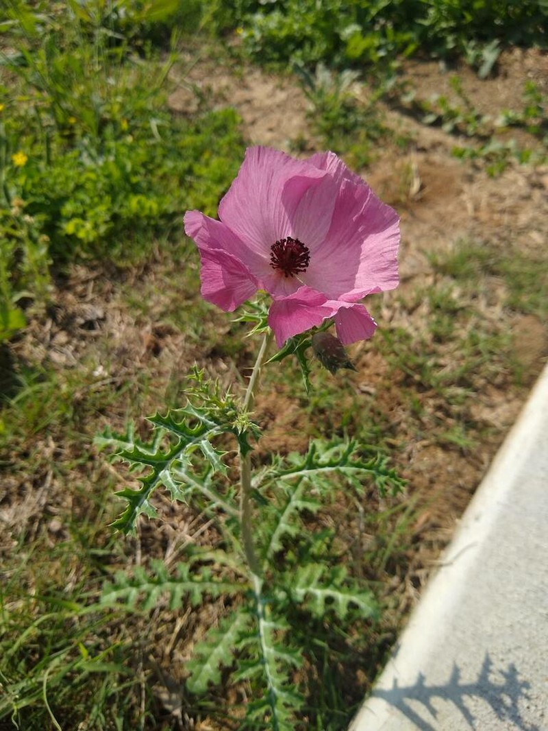 Red Pricklypoppy photo 3